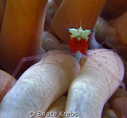 Popcorn shrimp on a anemone, taken at Wakatobi with my Ca... by Beate Krebs 